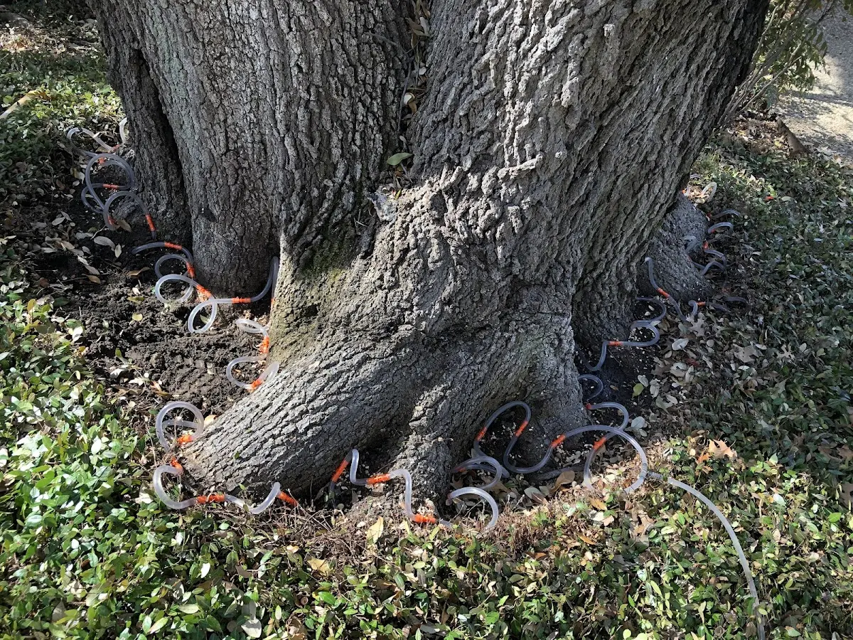 Detailed Tree Cabling and Bracing job site in Craigville