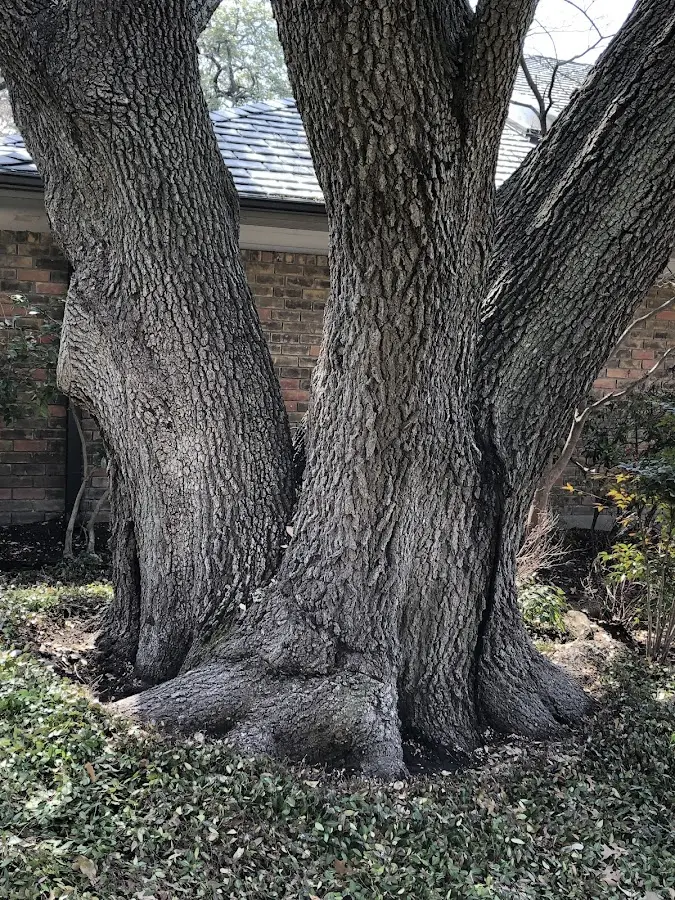 Mature heritage tree close to a Craigville property cared for by certified arborists